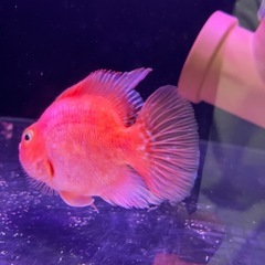 キングコングパロット　パープルパロット　イエロー　熱帯魚　シクリッドの画像