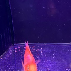 キングコングパロット　パープルパロット　イエロー　熱帯魚　シクリッドの画像