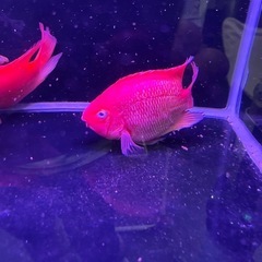 キングコングパロット　パープルパロット　イエロー　熱帯魚　シクリッドの画像
