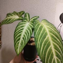 観葉植物　インテリア　キサントソーマ　リンデニーの画像
