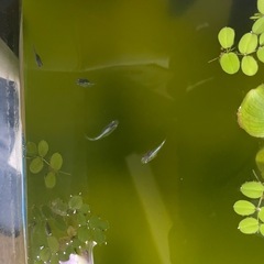 メダカの稚魚　の画像