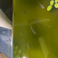 メダカの稚魚　の画像