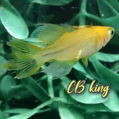 ＣＢキング　稚魚１０匹　の画像