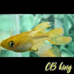 ＣＢキング　稚魚１０匹　の画像