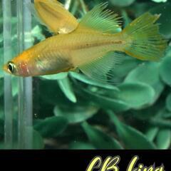 ＣＢキング　稚魚１０匹　の画像