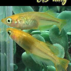 ＣＢキング　稚魚１０匹　の画像
