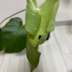 斑入りモンステラ　タイコンステレーション　イエローモンスター　観葉植物の画像