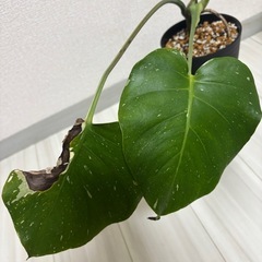 斑入りモンステラ　タイコンステレーション　イエローモンスター　観葉植物の画像