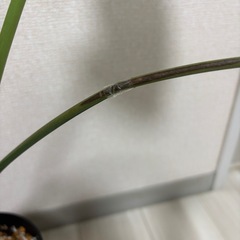 斑入りモンステラ　タイコンステレーション　イエローモンスター　観葉植物の画像
