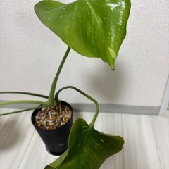 斑入りモンステラ　タイコンステレーション　イエローモンスター　観葉植物の画像