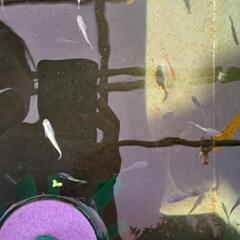 アマゾンフロッグピット 水草  メダカ飼育の画像