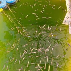 アマゾンフロッグピット 水草  メダカ飼育の画像