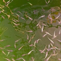 アマゾンフロッグピット 水草  メダカ飼育の画像