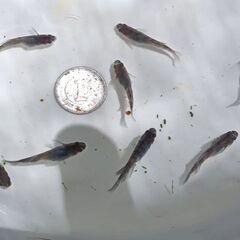 ブラックタイド・ゼブラの若魚の画像