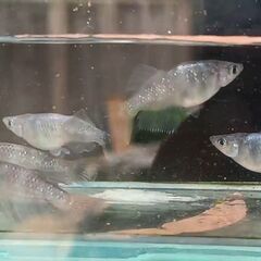 ブラックタイド・ゼブラの若魚の画像