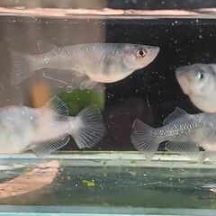 ブラックタイド・ゼブラの若魚の画像