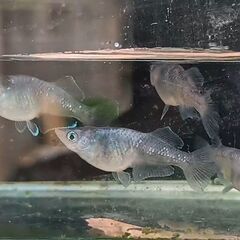ブラックタイド・ゼブラの若魚の画像