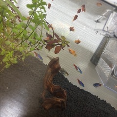 ミッキーマウスプラティ　稚魚の画像