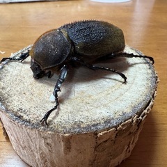 ヘラクレスオオカブト（♀）メスの画像