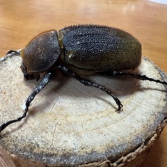 ヘラクレスオオカブト（♀）メスの画像