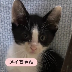 【保護猫】生後2ヶ月子猫の里親さん募集中‼️メイちゃん女の子