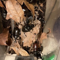 カブトムシ　先着１０名様に
50円でお譲りします  　  の画像