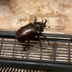 カブトムシ　先着１０名様に
50円でお譲りします  　  の画像
