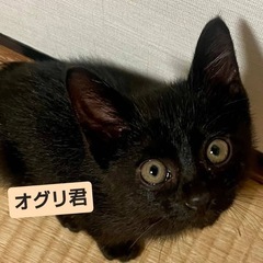 【保護猫】生後2ヶ月子猫の里親さん募集中‼️オグリくん男の子