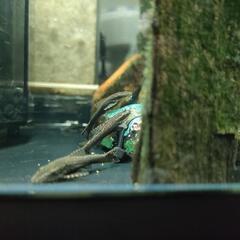 熱帯魚　オトシンネグロ(3匹)の画像