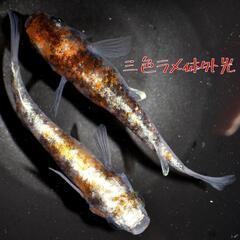三色ラメ体外光　稚魚１０匹の画像