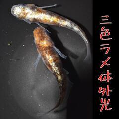 三色ラメ体外光　稚魚１０匹の画像