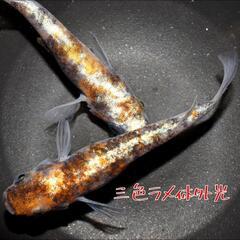 三色ラメ体外光　稚魚１０匹の画像