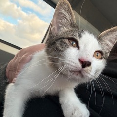 子猫を引き取ってくれる方を探してます！
