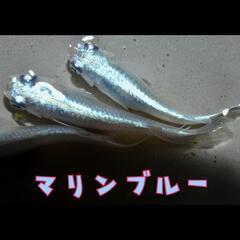 マリンブルー　稚魚１０匹の画像