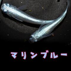 マリンブルー　稚魚１０匹の画像