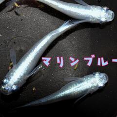 マリンブルー　稚魚１０匹の画像