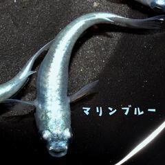 マリンブルー　稚魚１０匹の画像