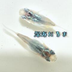 深海　稚魚１０引きの画像