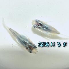 深海　稚魚１０引きの画像