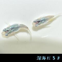 深海　稚魚１０引きの画像