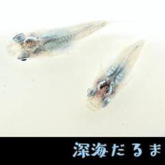 深海　稚魚１０引きの画像