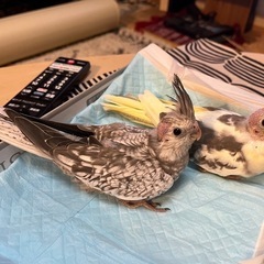 オカメインコ