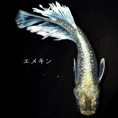 エメキン　稚魚１０匹　めだか　メダカの画像