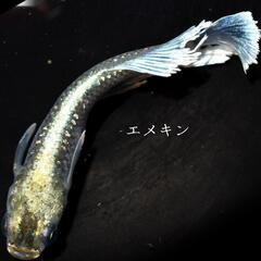 エメキン　稚魚１０匹　めだか　メダカの画像