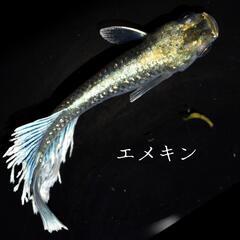 エメキン　稚魚１０匹　めだか　メダカの画像