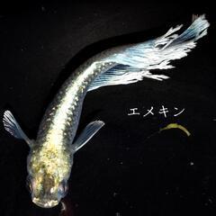 エメキン　稚魚１０匹　めだか　メダカの画像