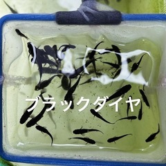 取引中の画像