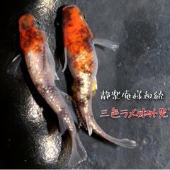 静楽庵様血統　三色ラメ体外光　稚魚１０匹　メダカ　めだか　の画像