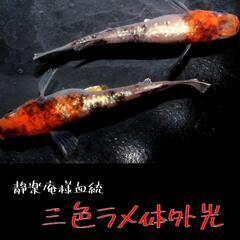 静楽庵様血統　三色ラメ体外光　稚魚１０匹　メダカ　めだか　の画像