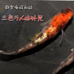 静楽庵様血統　三色ラメ体外光　稚魚１０匹　メダカ　めだか　の画像